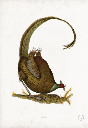 Pheasant - artist signed print